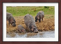Framed Hippopotamus, Serengeti National Park, Tanzania
