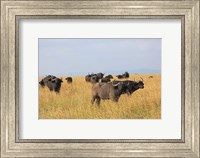 Framed African Buffalo (Syncerus caffer), Mount Kenya National Park, Kenya