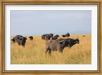 Framed African Buffalo (Syncerus caffer), Mount Kenya National Park, Kenya