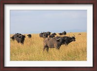 Framed African Buffalo (Syncerus caffer), Mount Kenya National Park, Kenya