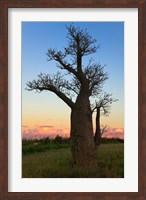 Framed Baobob Trees, Berenty National park, Toliara, Madagascar