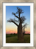 Framed Baobob Trees, Berenty National park, Toliara, Madagascar
