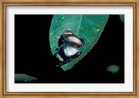 Framed Butterfly on leaf, Gombe National Park, Tanzania