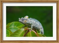 Framed Chameleon on leaves, Nakuru, Kenya