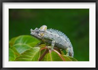 Framed Chameleon on leaves, Nakuru, Kenya