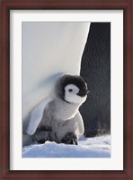 Framed Baby Emperor Penguin, Snow Hill Island, Antarctica