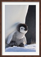 Framed Baby Emperor Penguin, Snow Hill Island, Antarctica
