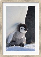 Framed Baby Emperor Penguin, Snow Hill Island, Antarctica