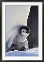 Framed Baby Emperor Penguin, Snow Hill Island, Antarctica