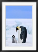 Framed Parent and chick Emperor Penguin, Snow Hill Island, Antarctica