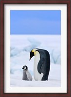 Framed Parent and chick Emperor Penguin, Snow Hill Island, Antarctica