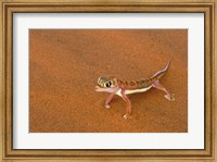 Framed Desert Gecko, Namib Desert, Namibia