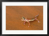 Framed Desert Gecko, Namib Desert, Namibia