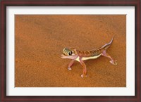 Framed Desert Gecko, Namib Desert, Namibia