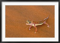 Framed Desert Gecko, Namib Desert, Namibia