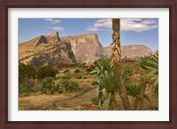Framed Giant Lobelia, Simen National Park, Northern Ethiopia