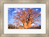 Framed Baobab, Okavango Delta, Botswana