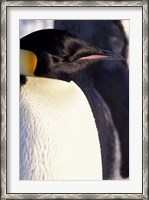 Framed Emperor Penguin, Antarctica