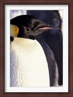 Framed Emperor Penguin, Antarctica