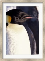 Framed Emperor Penguin, Antarctica