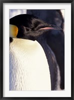 Framed Emperor Penguin, Antarctica