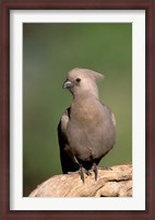 Framed Grey Lourie, Okavango Delta, Botswana