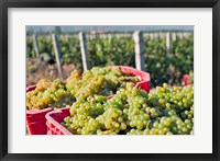 Framed Harvesting Chardonnay grapes in Huailai Rongchen vineyard, Hebei Province, China