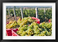 Framed Harvesting Chardonnay grapes in Huailai Rongchen vineyard, Hebei Province, China