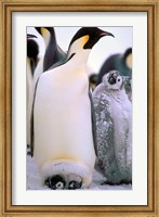 Framed Emperor Penguins, Antarctic Peninsula, Antarctica