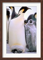 Framed Emperor Penguins, Antarctic Peninsula, Antarctica