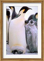 Framed Emperor Penguins, Antarctic Peninsula, Antarctica