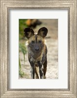 Framed African Wild Dog near Hwange NP, Zimbabwe, Africa