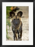 Framed African Wild Dog near Hwange NP, Zimbabwe, Africa