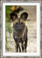 Framed African Wild Dog near Hwange NP, Zimbabwe, Africa