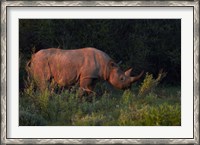 Framed Black rhinoceros Diceros bicornis, Etosha NP, Namibia, Africa.