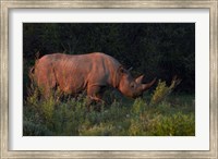 Framed Black rhinoceros Diceros bicornis, Etosha NP, Namibia, Africa.