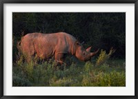 Framed Black rhinoceros Diceros bicornis, Etosha NP, Namibia, Africa.