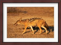 Framed Black-backed jackal, Canis mesomelas, Etosha NP, Namibia, Africa.