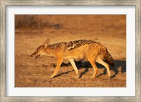 Framed Black-backed jackal, Canis mesomelas, Etosha NP, Namibia, Africa.