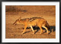 Framed Black-backed jackal, Canis mesomelas, Etosha NP, Namibia, Africa.