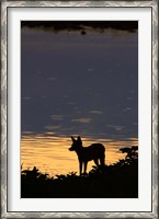 Framed Black-backed jackal, Okaukuejo waterhole, Etosha NP, Namibia, Africa.