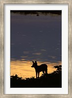 Framed Black-backed jackal, Okaukuejo waterhole, Etosha NP, Namibia, Africa.