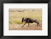 Framed Blue Wildebeest on the run in Maasai Mara Wildlife Reserve, Kenya.