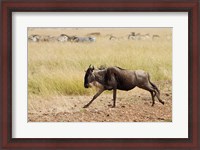 Framed Blue Wildebeest on the run in Maasai Mara Wildlife Reserve, Kenya.