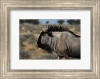 Framed Blue wildebeest, Connochaetes taurinus, Etosha NP, Namibia, Africa.