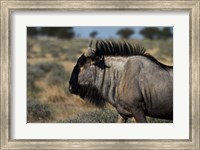 Framed Blue wildebeest, Connochaetes taurinus, Etosha NP, Namibia, Africa.