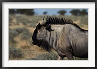 Framed Blue wildebeest, Connochaetes taurinus, Etosha NP, Namibia, Africa.