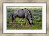 Framed Blue wildebeest, Etosha National Park, Namibia