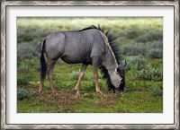 Framed Blue wildebeest, Etosha National Park, Namibia