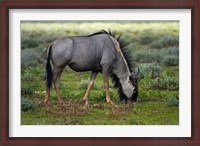 Framed Blue wildebeest, Etosha National Park, Namibia